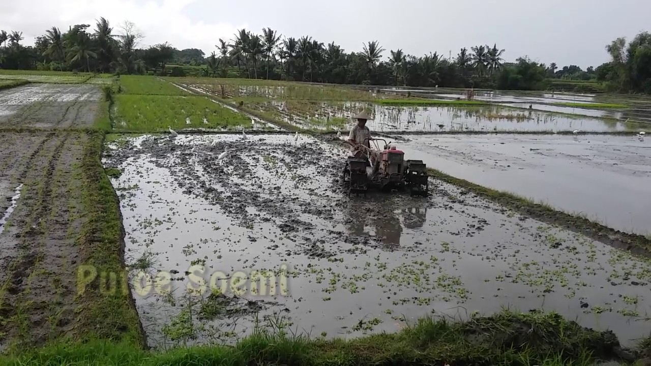 Video Unik Burung Bangau Jinak disawah#2 