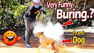 Big Balloon Powder Dog Prank Very Funny - Must Watch Top Funny Prank - Try Not To Laugh