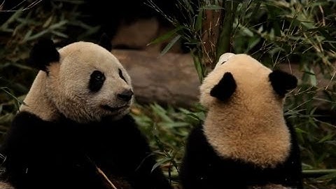 China loans panda pair to French zoo for 10 years