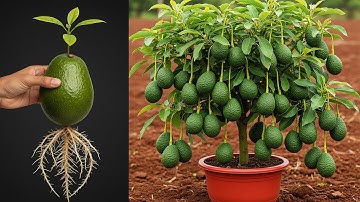 🥑 3 Tips for growing avocado trees from avocado in a pot at home easily