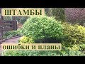 ШТАМБЫ ИВЫ и БЕРЕЗЫ. ОШИБКИ/ОПЫТ/ПЛАНЫ.