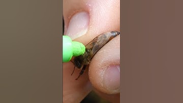 This is how Queen Bee is Installed in Farm.