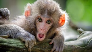 Gorillas To Monkeys Nature Video Music Hd Quality Video