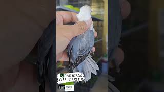 Download Lagu rare Love Bird Mutation #lovebird#parrots#lovebirdsbreeding #birds #africanlovebird #shorts MP3 Download Lagu rare Love Bird Mutation #lovebird#parrots#lovebirdsbreeding #birds #africanlovebird #shorts MP3