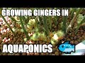 How To Grow Gingers in Aquaponics | Ginger Galangal & Turmeric