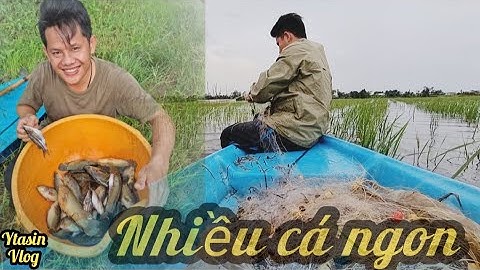 NƯỚC LÊN GIẮNG LƯỚI 3 MÀNG DÍNH TOÀN CÁ RÔ MỀ │CUỘC SỐNG MIỀN TÂY BIÊN GIỚI . YTASIN VLOG