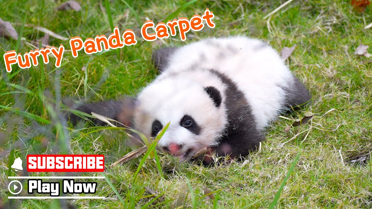 Panda Cub Looks So Flat, Just Like A Carpet | iPanda