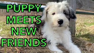 New Old English Sheepdog Puppy Visits All The Farm Animals