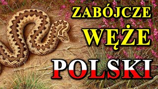 Każdy Polski Wąż Może Zabić 🐍