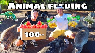 FEEDING ALL of PAUL CUFFAROS FARM in ONE VIDEO!!