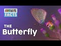 Animal Fact - The Butterfly