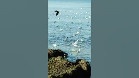 #المنشاوي_عبدالباسط_عبدالصمد_ماهر_المعيقلي_الشريم_السديس_تلاوة_خاشعه_من_خلاله_ما_أجمل_صوته