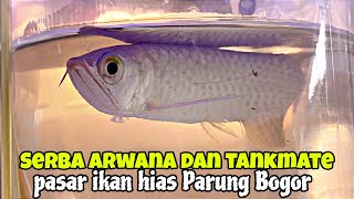 Serba Arwana ‼️lapak spesialis Arwana dan tankmate - pasar ikan hias Parung Bogor