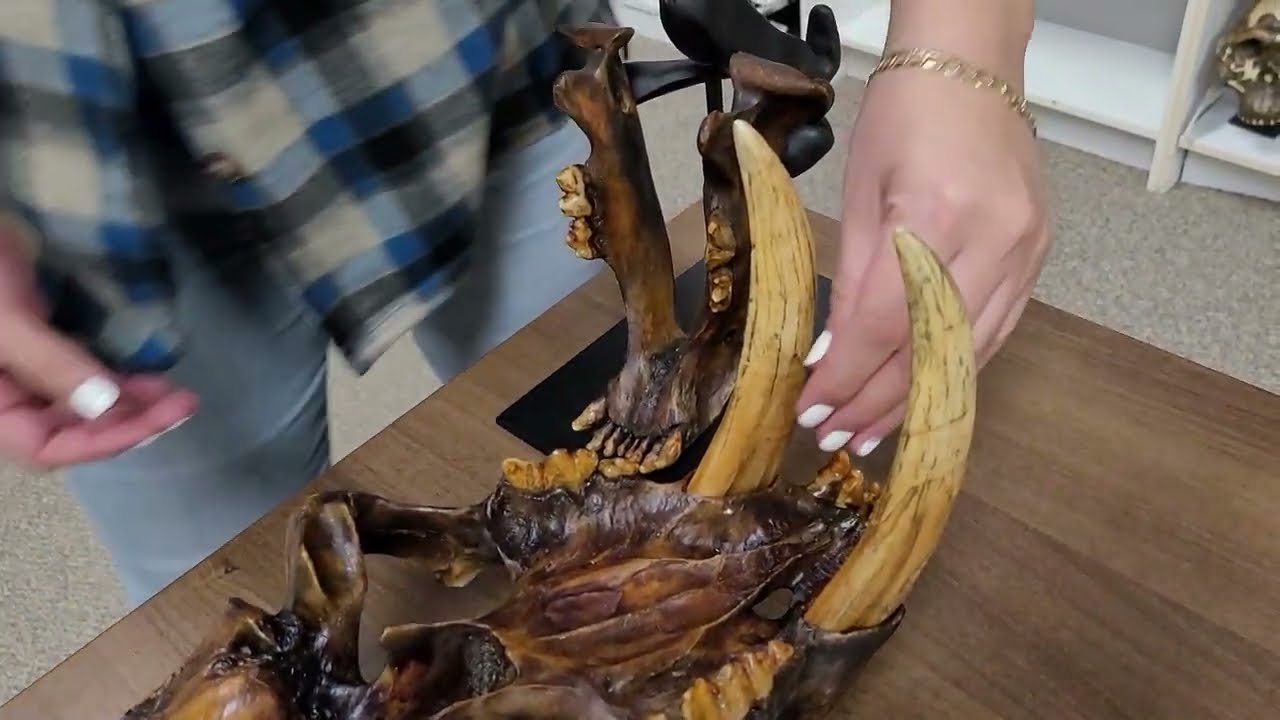 Removing the Sabers from our Sabercat Skulls - Demo