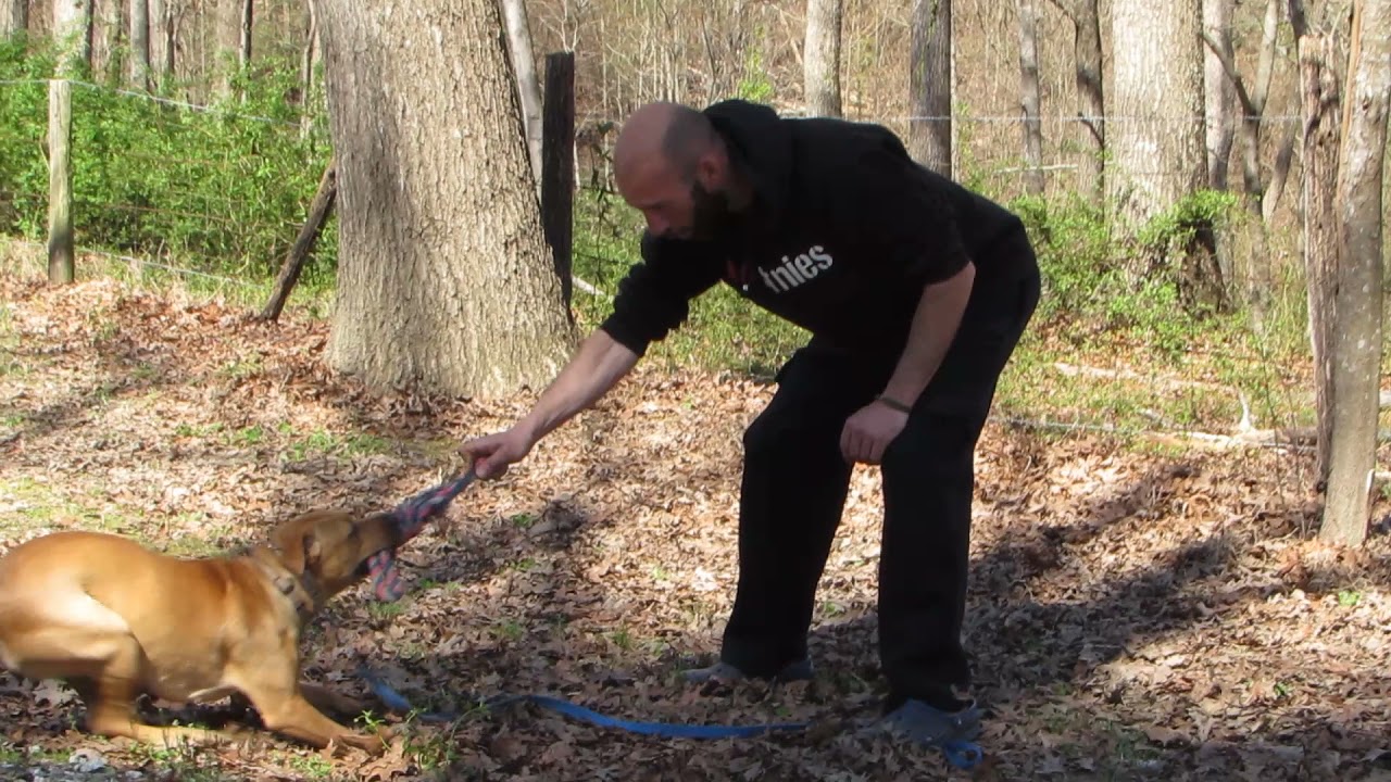 SESSION 6....BLACK MOUTH CUR.....THIS DOG KNEW NOTHING AS YOU SAW IN SESSION 1...FINAL SESSION LIVE!