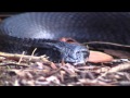 Australian Snakes - Death Adder