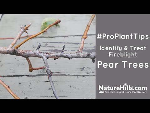 Video: Mayhaw Fire Blight Control - Behandlung einer Mayhaw mit Feuerbrandkrankheit