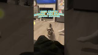 Kiki The Crazy Zo Doing Zoomies