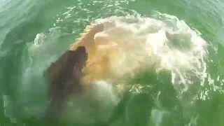 Un Mérou Mange Un Petit Requin En Un Seul Coup