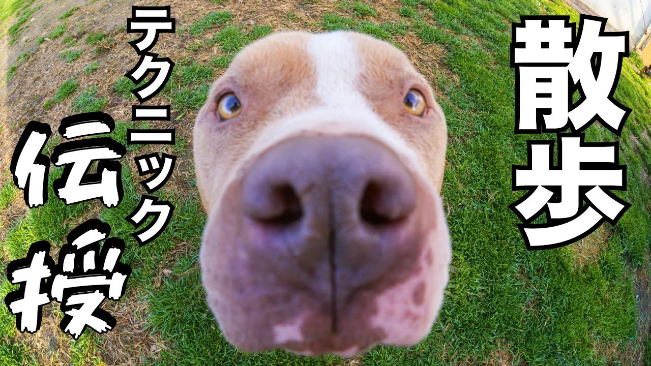 【神回】散歩中の問題行動対処テクニック伝授します