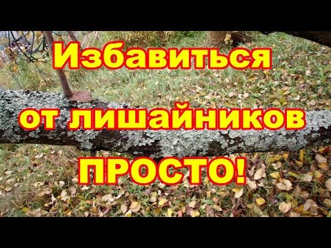 Удалять лишайники с деревьев надо или нет и как это сделать лучше,обсуждаем в этом видео