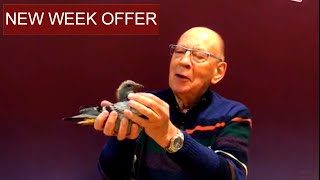 SOLD grandson Olympic Leo and New Olympiad both Olympic racing pigeons 2019-18
