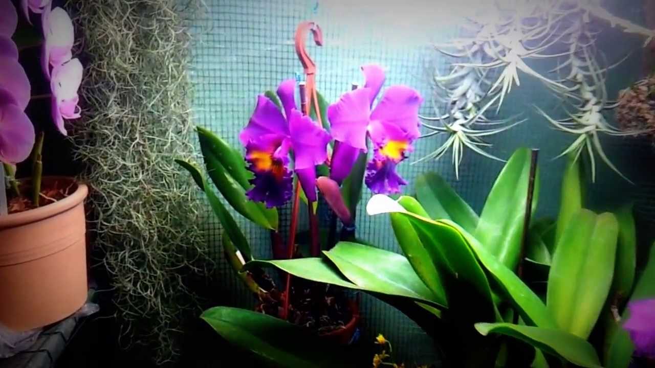 Blc. King of Taiwan & Blc. Erin Kobayashi `Amy Chen`