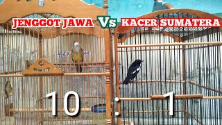 Live 3 menit : JENGGOT JAWA Vs KACER SUMATERA  | kicau pidong