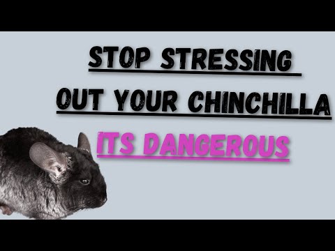 Vidéo: Stress Thermique Chez Les Chinchillas