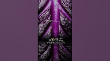 متعة القرآن الكريم #اللهم_صل_وسلم_على_نبينا_محمد #قران_كريم #راحة_نفسية #لايك #اكسبلور