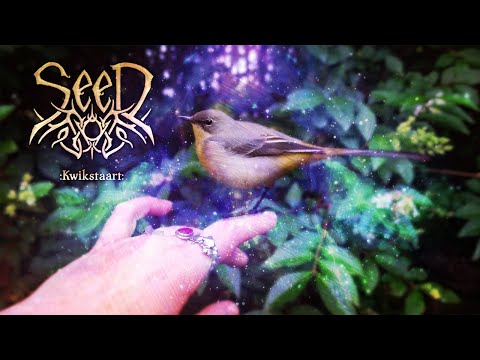 SeeD - Kwikstaart (Official Video)