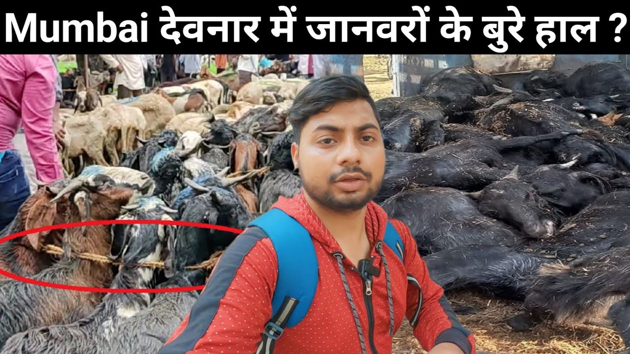 Mumbai देवनार में जानवरों के बुरे हाल ? | Devnar Mumbai | Mumbai Life ...