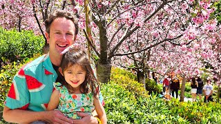 Japanese Friendship Garden San Diego Cherry Blossom Festival