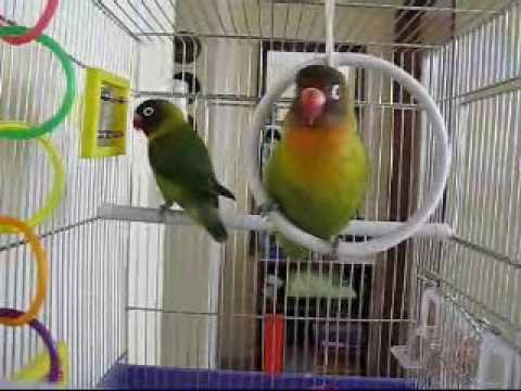 Love Birds Singing