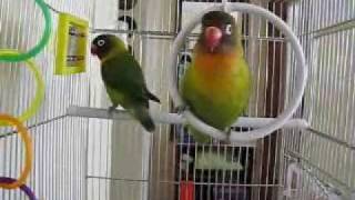 Love Birds Singing