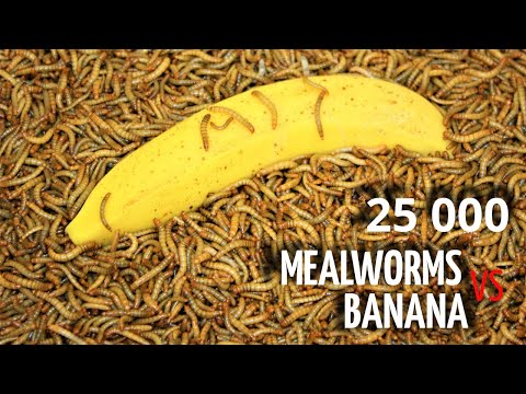 Mealworms VS Banana - Time Lapse - Superworms Eating Banana - 25000 worms!