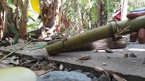 Dao Mèo Vòng Bi Mới Sắc Lẹm