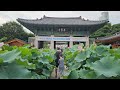 [4K][서울여행] 서울 강남 중심가에서 만나는 연꽃축제 봉은사의 여름