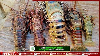 BDSM rol oynash stsenariysi: bekasi va qul Julia Enn paypogida qoladi va sikka sakray boshlaydi