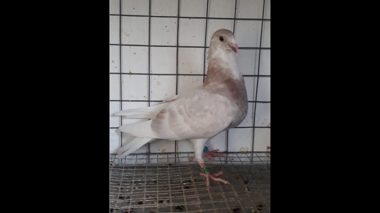 Desparasitar palomo por fuera,samuel