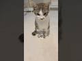 心臓疾患の子猫の避妊手術前に、とうとうアレがやってきました🐱 #shorts #子猫の成長日記 #保護子猫