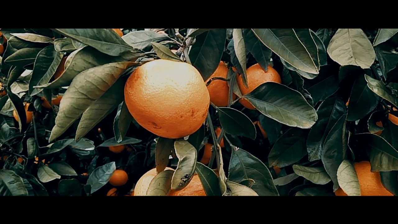 B Roll #6: Orange Farm - Jeju Island, South Korea