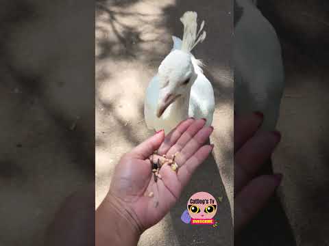 HAND FEEDING WILD
