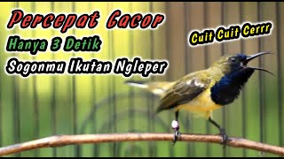 Download Lagu SEKALI DENGAR SOGONMU DISITU LANGSUNG IKUT NGKLEPER‼️PANCINGAN PENGGACOR PALING JITU UNTUK SOGONMU MP3