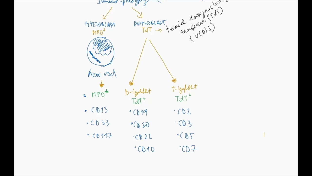 Immunophenotyping in acute leukemia EN4 (MPO, TdT, CD markers, mutation classes, CML, Hodgkin Clues)