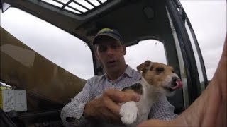 CAT Loading and Stacking Silage