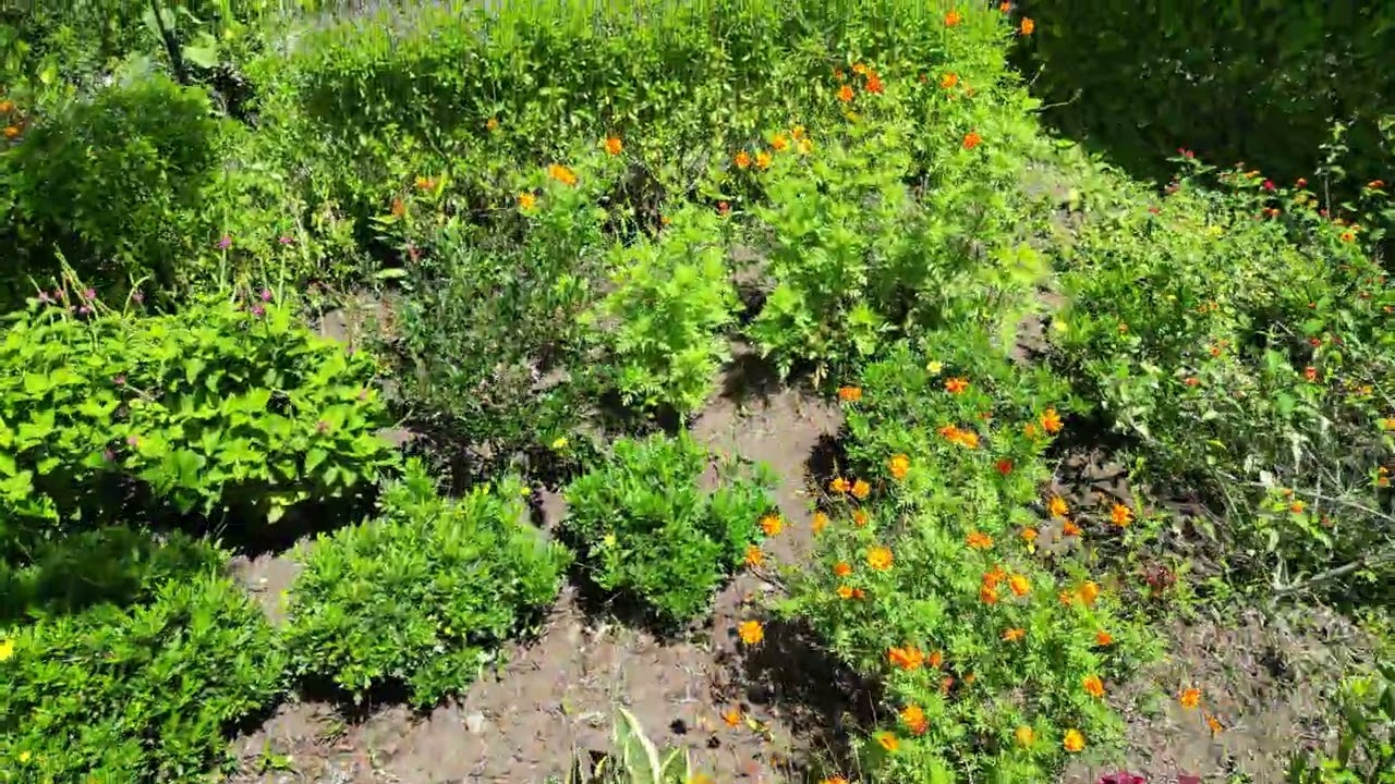 Reserva Curi-Cancha, Costa Rica 0032