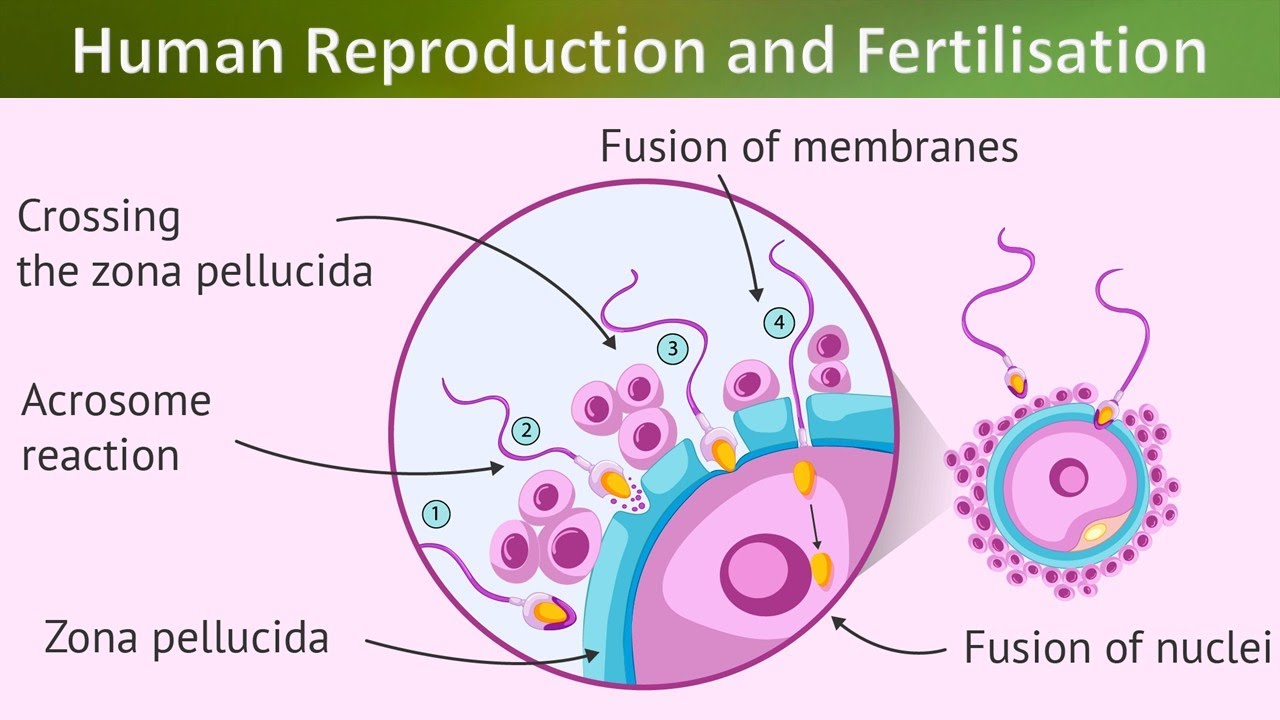 Fertilization in Human Reproduction Explained Simply (5 Minutes) - YouTube