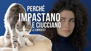 Gatti che impastano e ciucciano le coperte: ecco perché accade