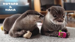 Otter Couple Staring at Each Other and Fighting!